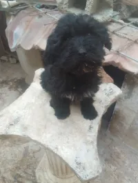 تبسة مطار