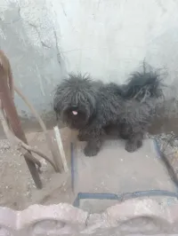 تبسة حي المطار