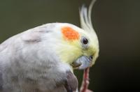 oiseau-perruche-calopsitte-alger-centre-algerie