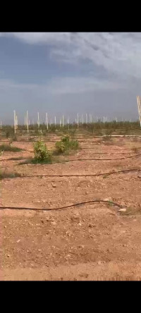 terrain-agricole-vente-tlemcen-algerie