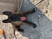للبيع أنثي مالينوا العمر شهرين 