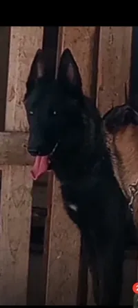 male malinois 
