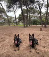 chien-berger-allemand-lignee-de-travail-staoueli-alger-algerie