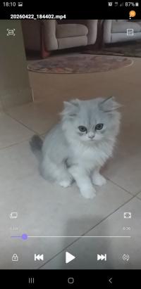 قطة-chat-chinchilla-معسكر-الجزائر