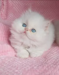 Chat persan mâle 