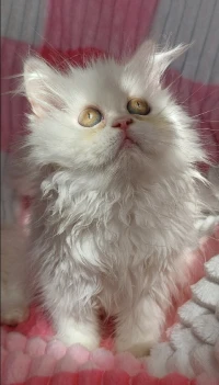 Chat persan 