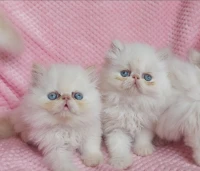 Chat persan himalayen peke face