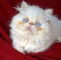 Chat persan peke face 