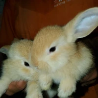 Vente de lapins 