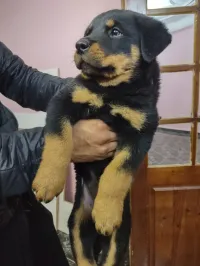 Rottweiler 