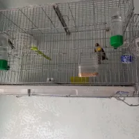 Oiseaux Chardonnerets 