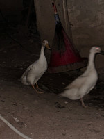 animaux-de-ferme-canard-souidania-alger-algerie