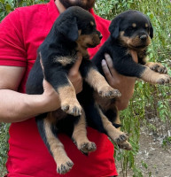 chien-rottweiler-serb-kouba-alger-algerie