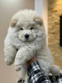 Chow chow 