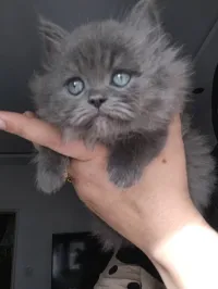 Chaton british longhair