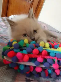 Chat 