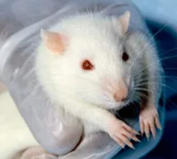 Rat de laboratoire 