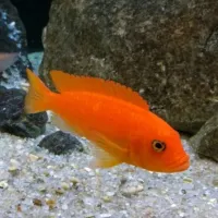 Zebra orange 