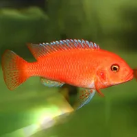 Zebra orange 