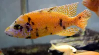 Poisson ob 