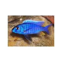 Poisson cichlide africain 