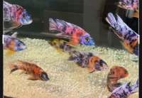 Poisson ob 
