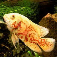 Poisson oscar 