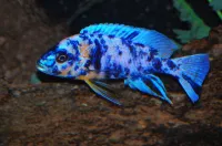 Poisson ob