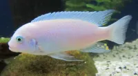 Alevins poisson zebra blanc 