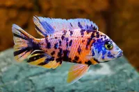 Poisson ob 