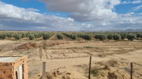 terrain-agricole-vente-mascara-sig-algerie