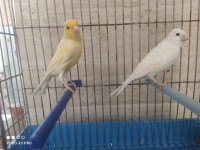 oiseau-couple-canaris-bouzareah-alger-algerie