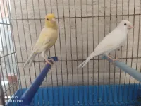 Couple canaris 