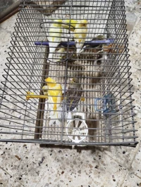 Canari 