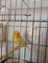 Mal canari satiné jaune mousaique jaune bague 2022