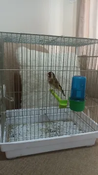 براقي 