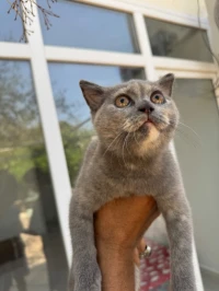 British shorthair 