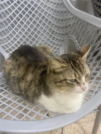 Chat domestique 
