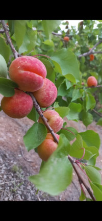 terrain-agricole-vente-djelfa-benhar-algerie