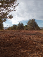 terrain-agricole-vente-mascara-bou-hanifia-algerie