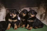 Rottweiler serbie