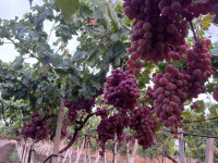 terrain-agricole-vente-el-tarf-zerizer-algerie