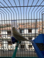 oiseau-canari-avec-la-cage-draria-alger-algerie