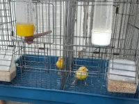 canari satiné jaune yeux rouge