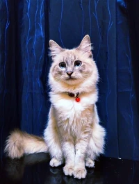 Chat ragdoll