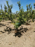 terrain-agricole-vente-tipaza-sidi-rached-algerie