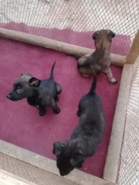 Chiots Malinois Bleus