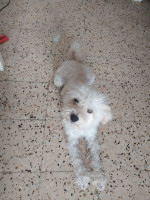 chien-caniche-bichon-male-rass-espagnole-bab-el-oued-alger-algerie