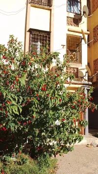 Vente Appartement F3 Oran Bir el djir