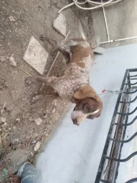 بوانتار للبيع !!!!